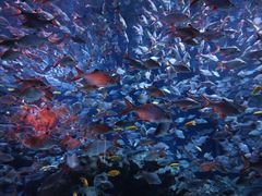 -成都浩海立方海洋公园