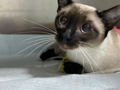 -半岛宠物医院24小时(科华中路店)