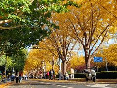 -三里屯东五街银杏大道
