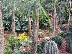 -呀路古热带植物园