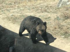 -新疆天山野生动物园