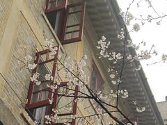 -武汉大学-樱园