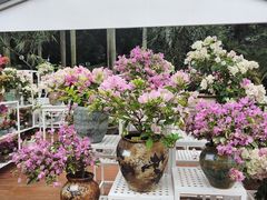 -莲花山公园