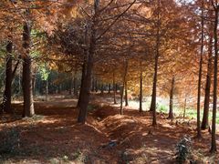 -上海海湾国家森林公园