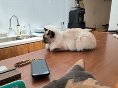 -有猫主题·治愈系猫咖(曾厝垵店)