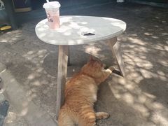 -喵屿·大理花园猫咖