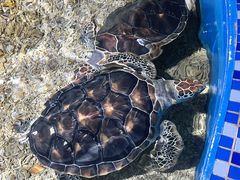 -顺德南宏海立方海洋公园