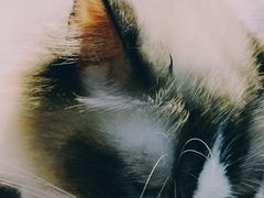 -猫色咖啡·猫咖