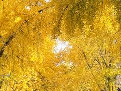-三里屯东五街银杏大道