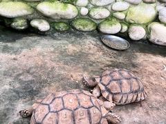 -南宫五洲植物乐园