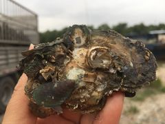 -崖口煲仔饭