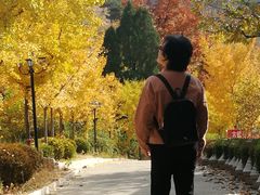 -遵化市禅林寺古银杏风景园