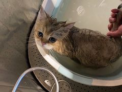 -PETKIT小佩宠物·低压洗护(国顺东路店)