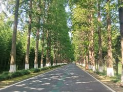 -黄海国家森林公园