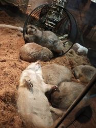 点击看大图 -Zoolung Zoolung动物主题公园(海信广场店)