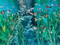 -上海海洋水族馆