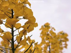 -中国天府农业博览园