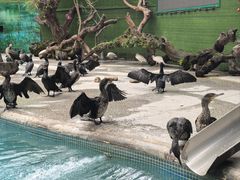 -广州长隆飞鸟乐园