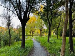 -昆山城市生态森林公园