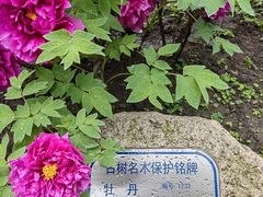 -龙华寺