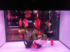 -中环花鸟鱼虫市场