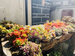 -寂照庵