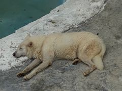 -大连森林动物园