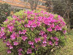 -广州市流溪河国家森林公园