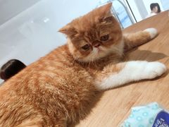 -瞄一喵猫咖(格力海岸店)