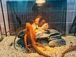 -Moni星球萌宠·小马宝莉·灵蛇·高端高阶全萌宠互动体验俱乐部(红豆国际广场店)