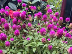 -大妙火锅·非物质文化遗产(东湖公园店)