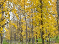 -汉长安城未央宫国家考古遗址公园