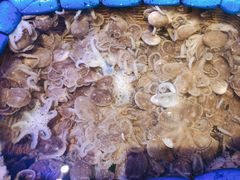 -开海·红岛海鲜虾水饺(石老人店)