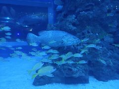 -成都浩海立方海洋公园