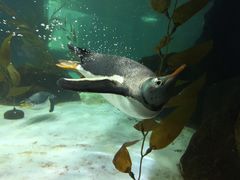 -悉尼海洋生物水族馆