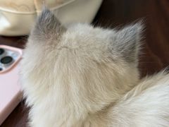 -楼上猫咖(罗湖店)
