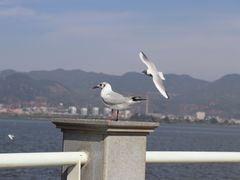 -海埂大坝