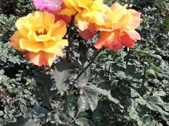 -人民公园(罗湖区)