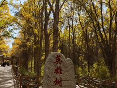 -金塔沙漠胡杨林景区