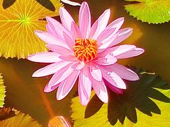 -国家植物园南园