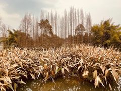 -桤木河湿地公园