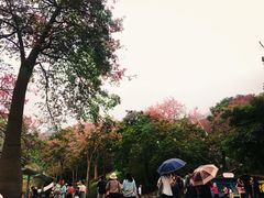 -东部华侨城