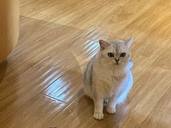 -滚猫咖啡·猫咖·猫友好撸猫(未来城店)