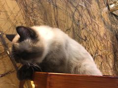 -more than meow吴止猫主题餐厅(承德 中船汇店)