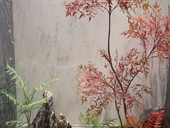 -阿五黄河大鲤鱼(纬三路店)