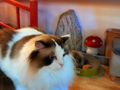 -白兔子密室(长寿路店)