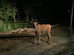 -清迈夜间动物园