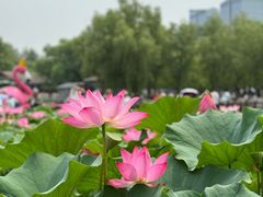 -莲花池公园