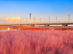 -羊亭河湿地公园