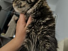 -宠爱国际动物医院·消化内科·心肾内科·ISFM猫友好(望京店)